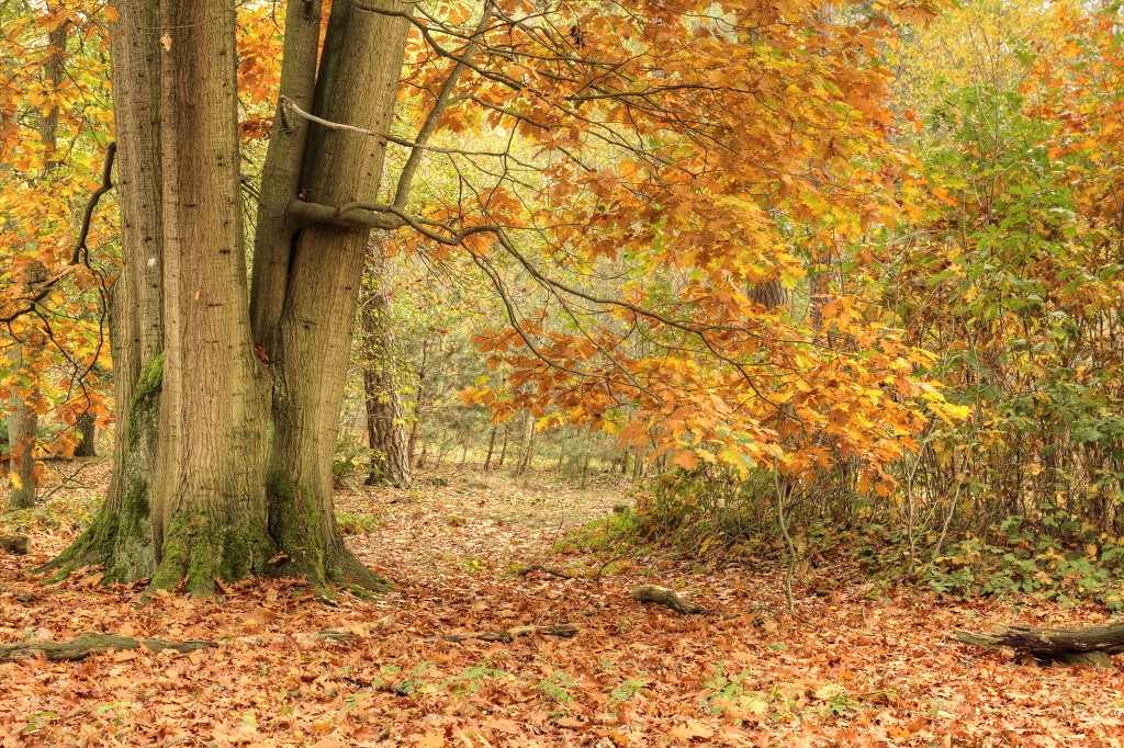 Oisterwijkse Bossen en Vennen Kampina natuurgebied natuur oisterwijk Nationaal park Landschap Het Groene Woud hei heide bossen natuurmonumenten brabant baronie boswachterij dorst
